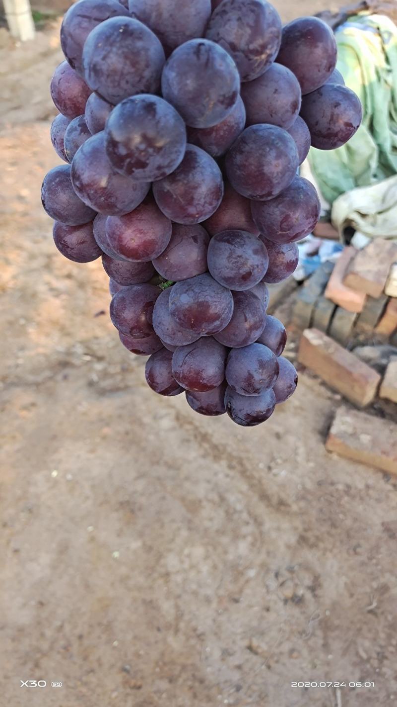 夏黑葡萄，巨峰乒乓球