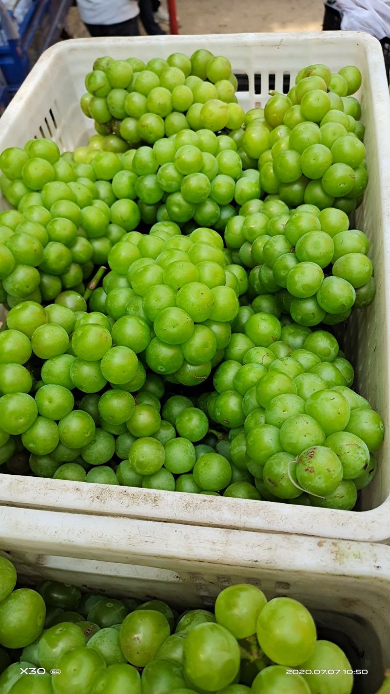 夏黑葡萄，巨峰乒乓球