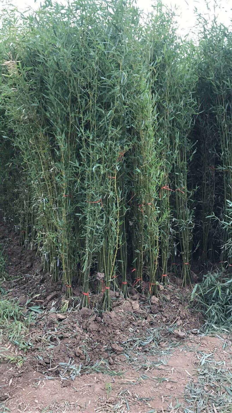 万亩竹海销售各种竹子，金镶玉竹，品种多，规格齐全