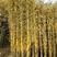 万亩竹海销售各种竹子，金镶玉竹，品种多，规格齐全