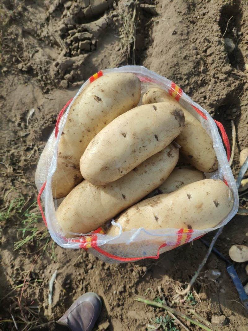 张北土豆荷兰川引雪川红