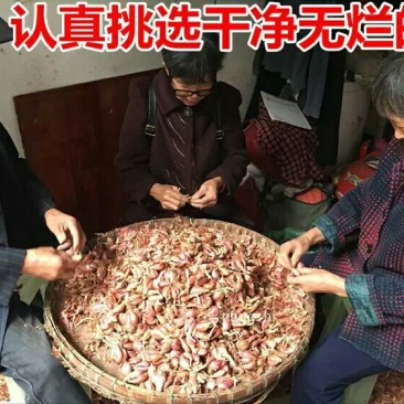 四川小香葱黄红葱头1斤种子阳台盆栽火葱四季葱种熬榨葱油干包邮