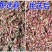 四川小香葱黄红葱头1斤种子阳台盆栽火葱四季葱种熬榨葱油干包邮