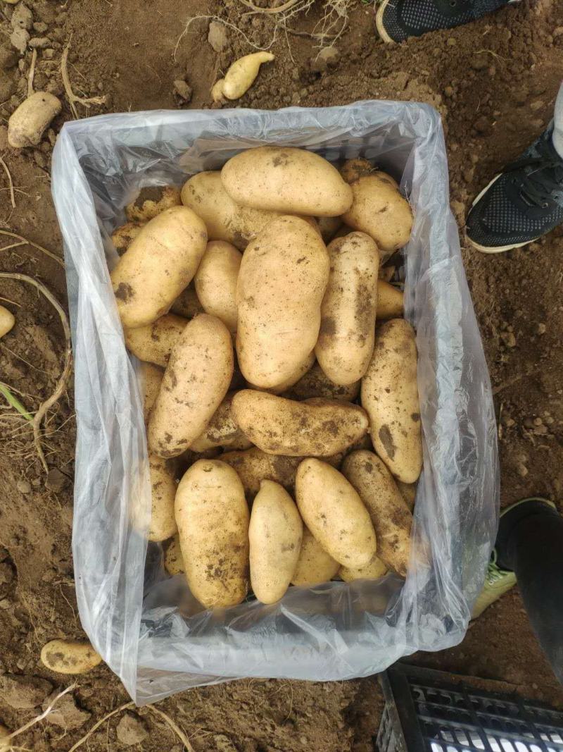 河北张家口康保县土豆沙土地黄皮黄心