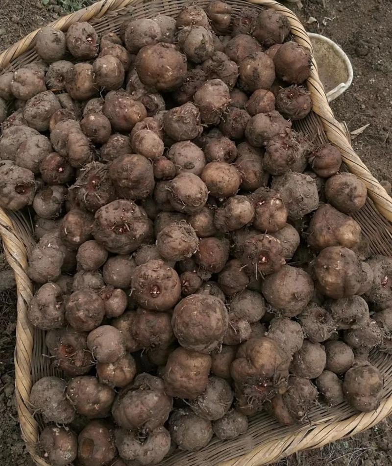 云南新鲜魔芋种子魔芋二代种子一代种脱水优质高产魔芋种子