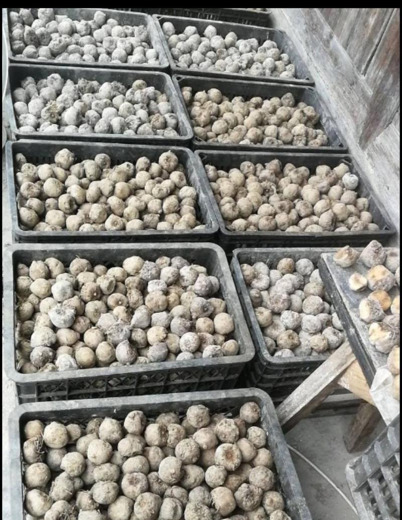 云南新鲜魔芋种子魔芋二代种子一代种脱水优质高产魔芋种子