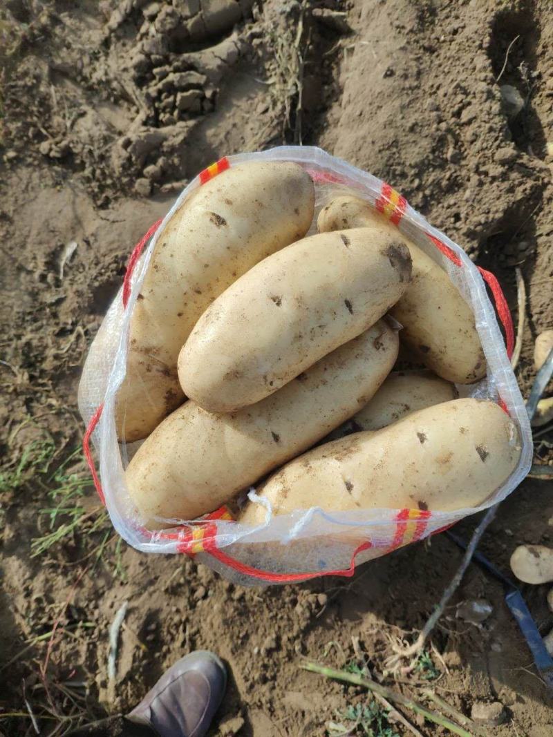内蒙古赤峰土豆沙土地黄皮黄心土豆