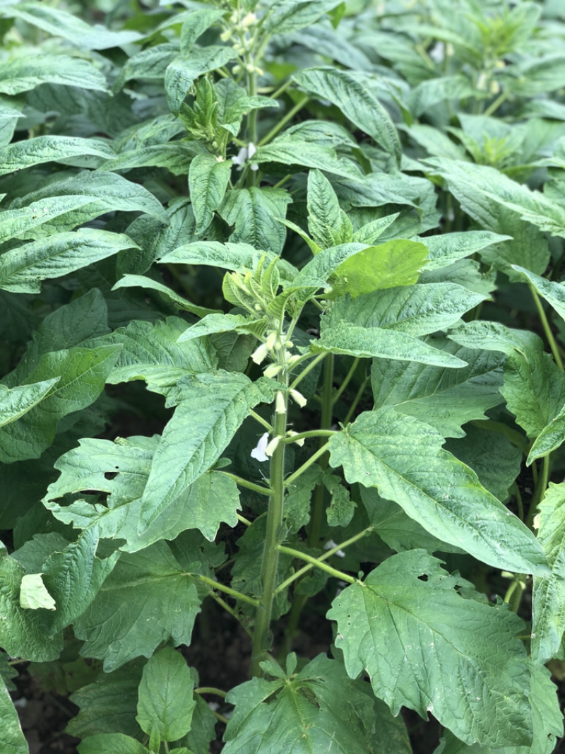 一级色选白芝麻，无杂质，无沙粒，适合做食品，榨油，