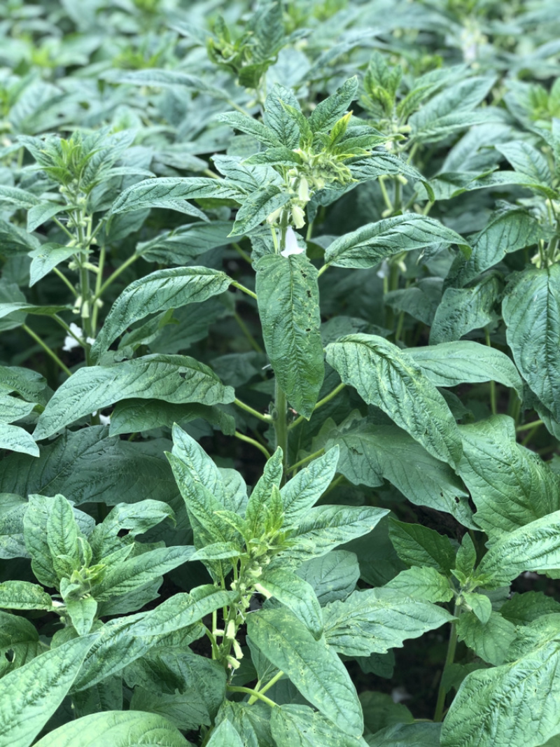 一级色选白芝麻，无杂质，无沙粒，适合做食品，榨油，