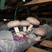 香菇干货蘑菇农家冬菇厚香菇