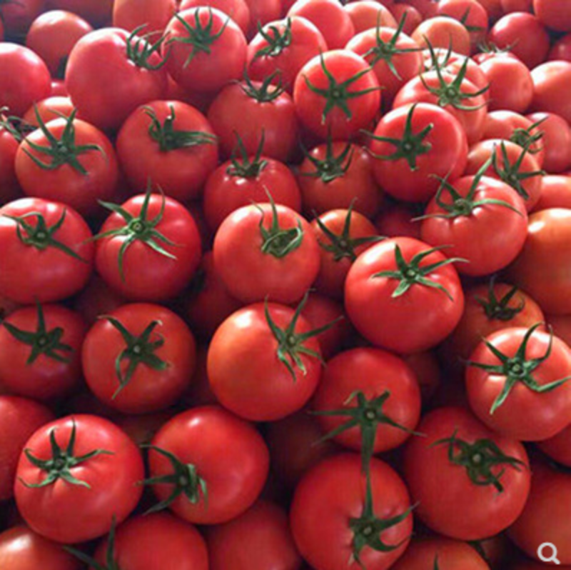 番茄种子萨博耐热西红柿种籽拱棚陆地专用不裂果大果西红柿种