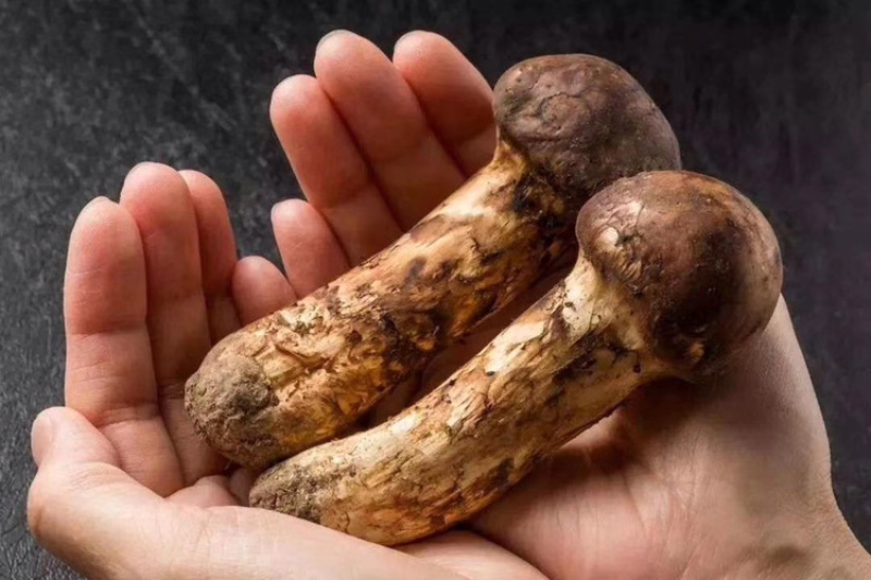 松茸、大脚菇等野生菌类