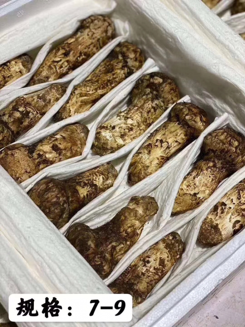 松茸、大脚菇等野生菌类