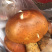 松茸、大脚菇等野生菌类