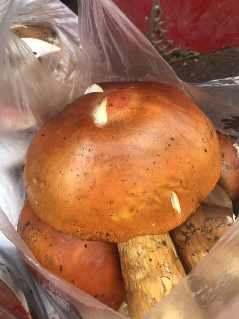松茸、大脚菇等野生菌类