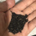 现炒熟黑芝麻5斤以上包邮到家