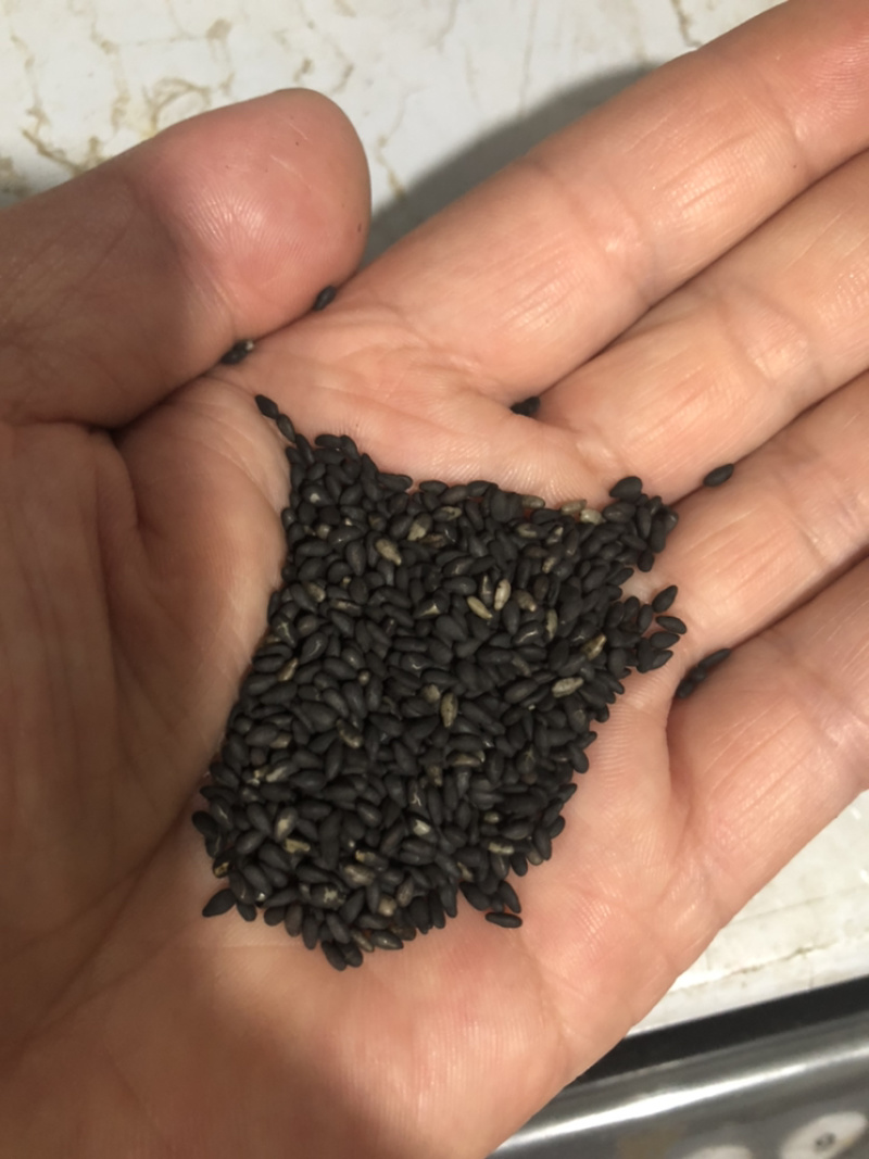 现炒熟黑芝麻5斤以上包邮到家