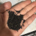 现炒熟黑芝麻5斤以上包邮到家
