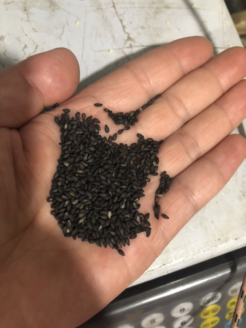 现炒熟黑芝麻5斤以上包邮到家