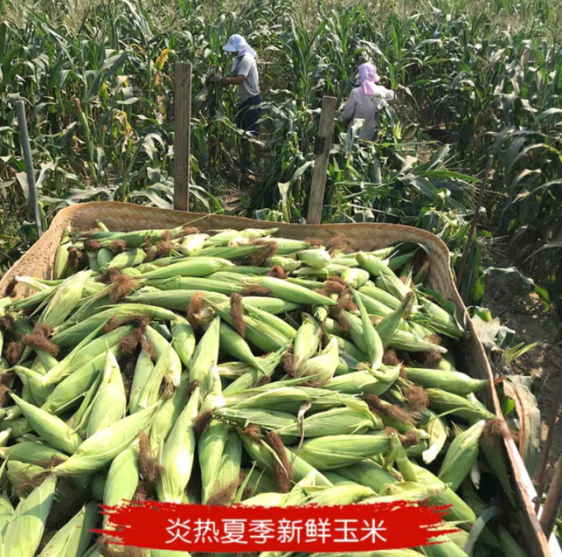 新鲜玉米白糯玉米棒甜粘粗粮糯玉米
