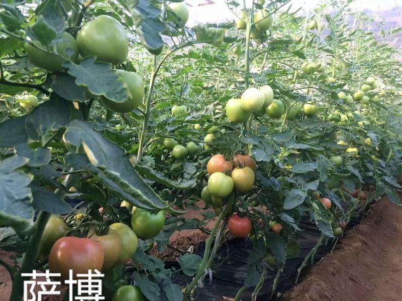 番茄种子萨博耐热西红柿种籽拱棚陆地专用不裂果大果西红柿种