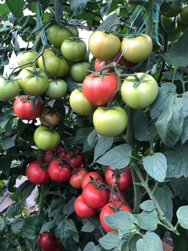西红柿种子悦翔荷兰番茄种子耐热番茄种子抗TY抗褪绿