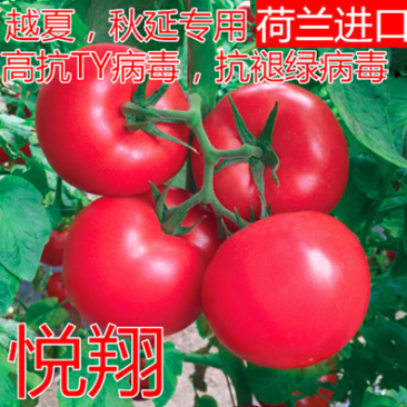 西红柿种子悦翔荷兰番茄种子耐热番茄种子抗TY抗褪绿