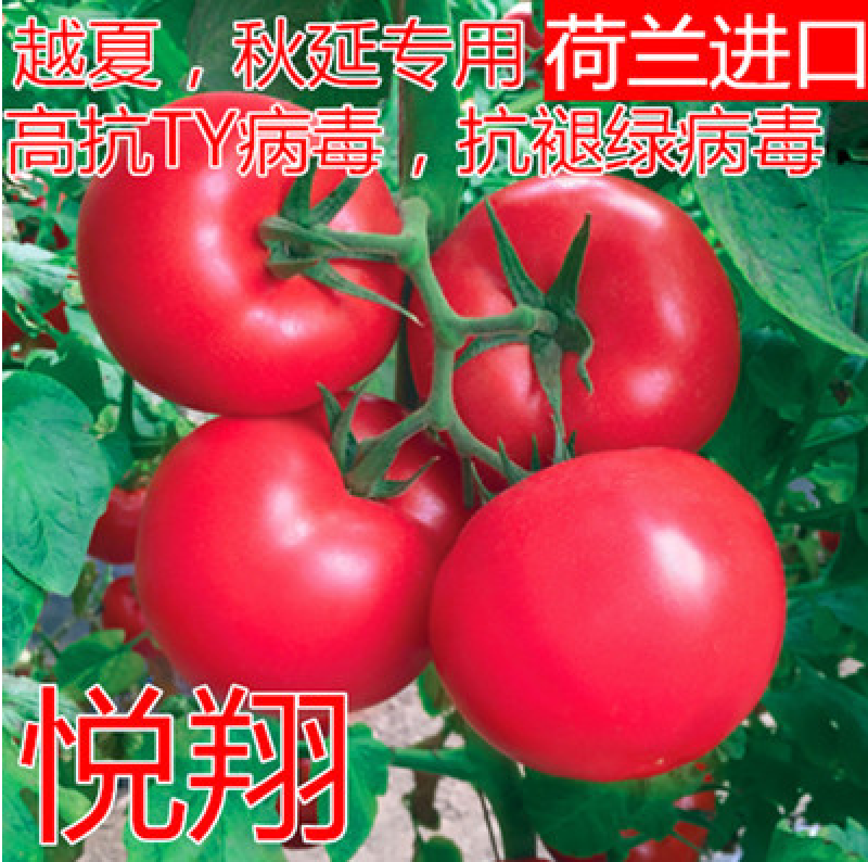 西红柿种子悦翔荷兰番茄种子耐热番茄种子抗TY抗褪绿