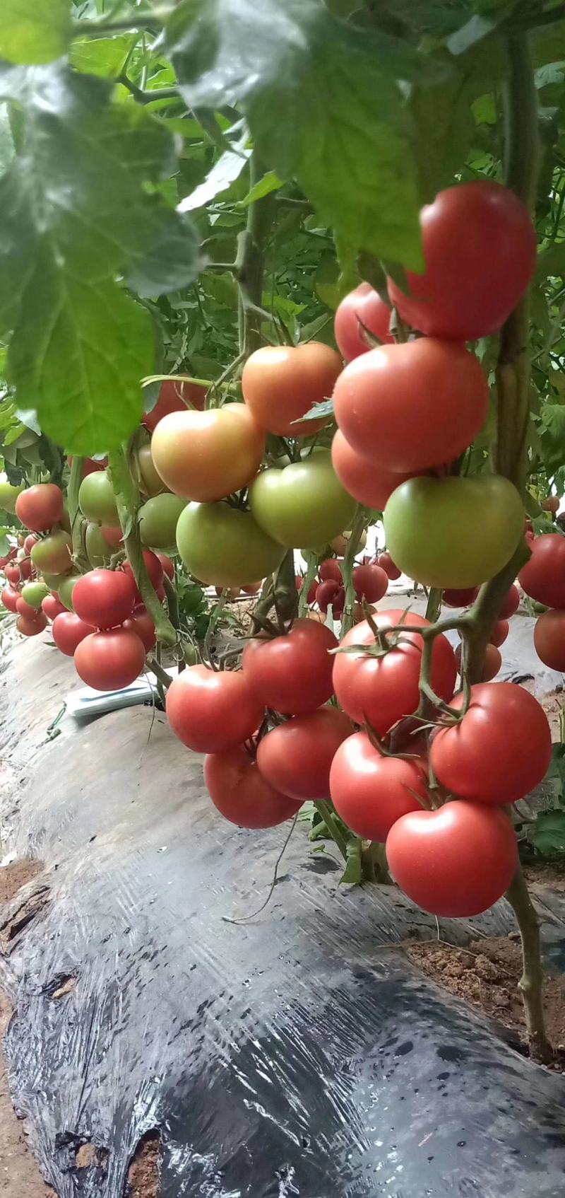 西红柿种子悦翔荷兰番茄种子耐热番茄种子抗TY抗褪绿