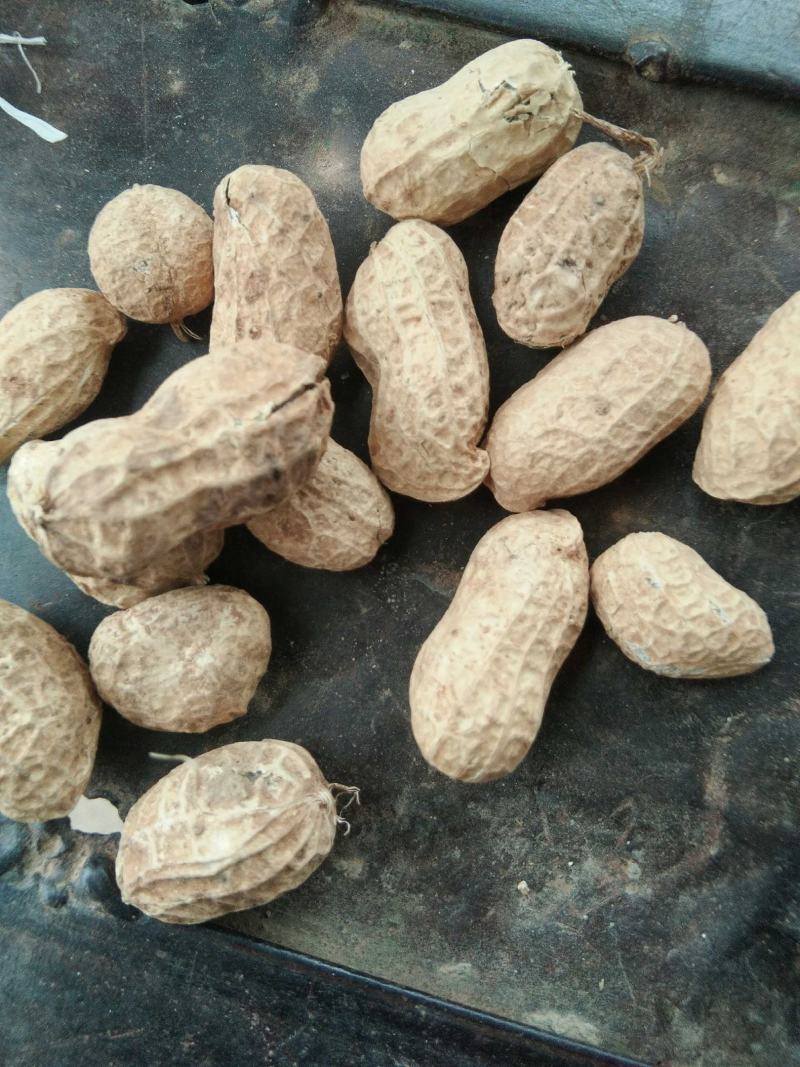 花生产地直供，货源充足（专业代办）