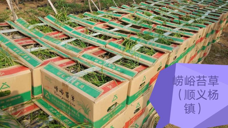 苔草湾供应崂峪苔草、青绿苔草