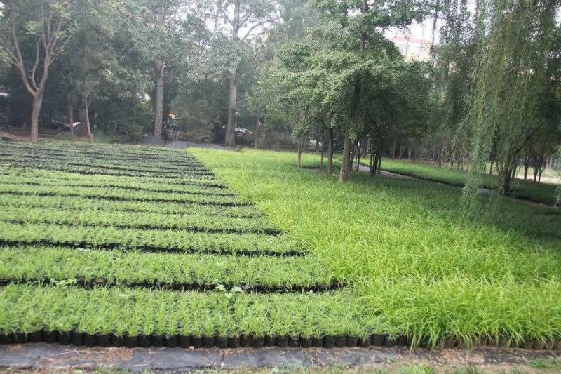 苔草湾供应崂峪苔草、青绿苔草