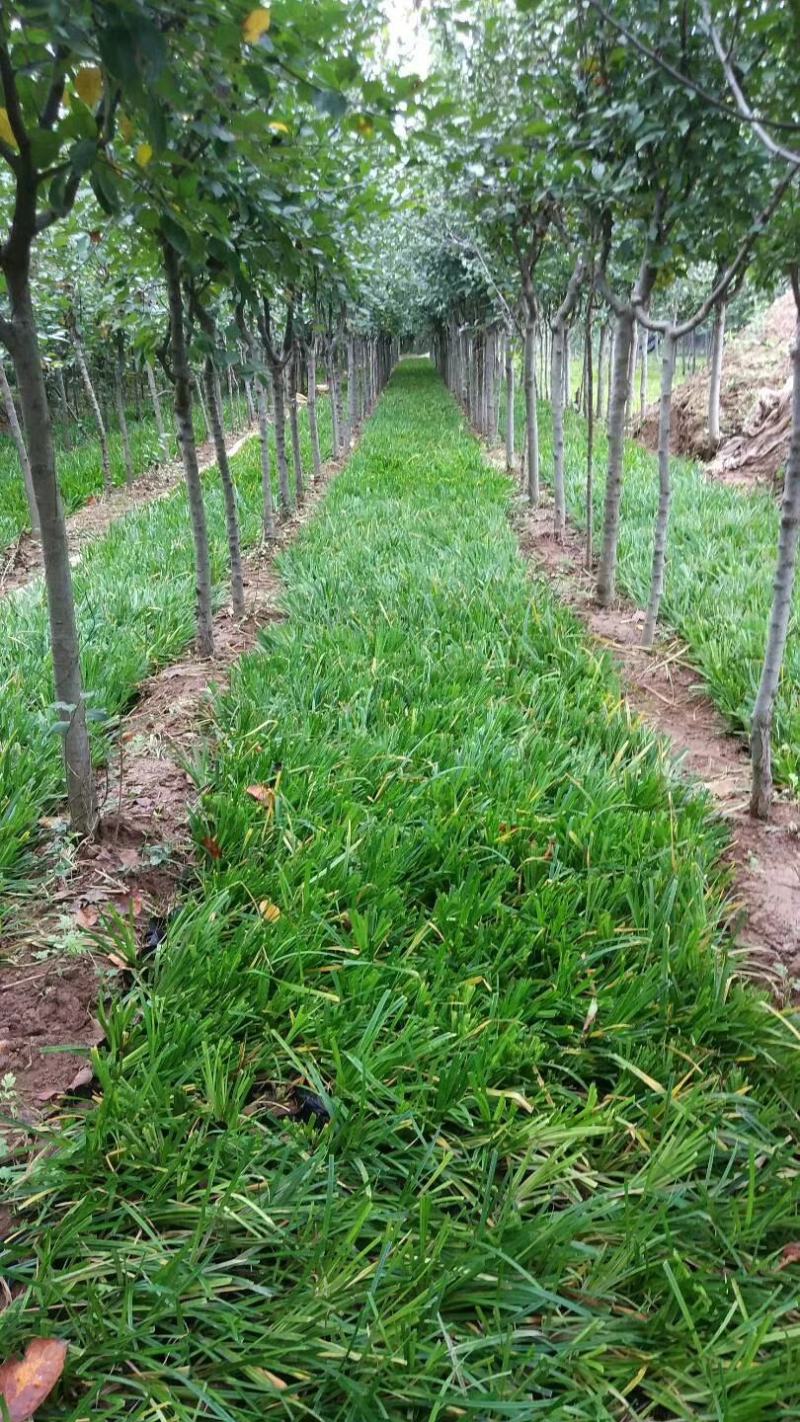 苔草湾供应崂峪苔草、青绿苔草