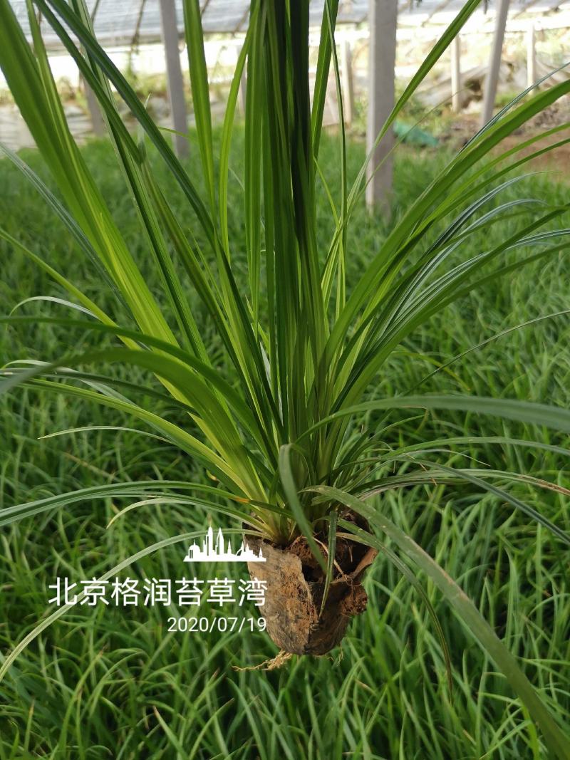 苔草湾供应崂峪苔草、青绿苔草