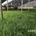 苔草湾供应崂峪苔草、青绿苔草