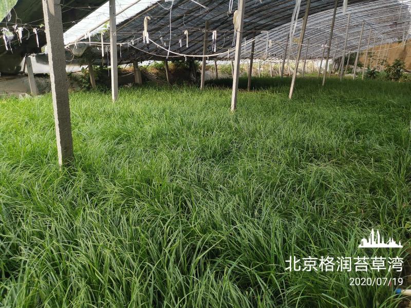 苔草湾供应崂峪苔草、青绿苔草