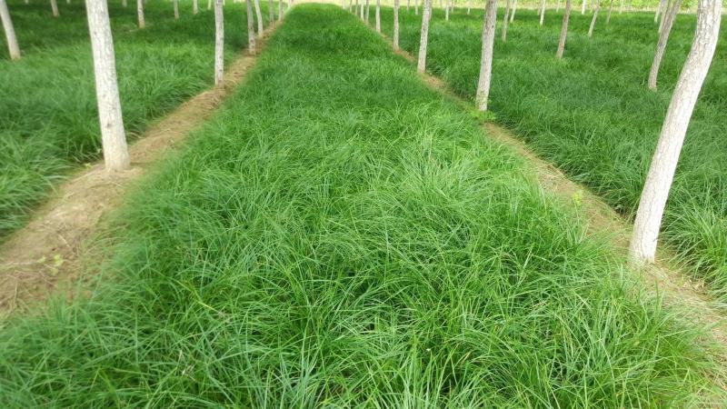 苔草湾供应崂峪苔草、青绿苔草