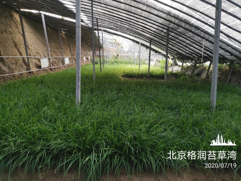 苔草湾供应崂峪苔草、青绿苔草