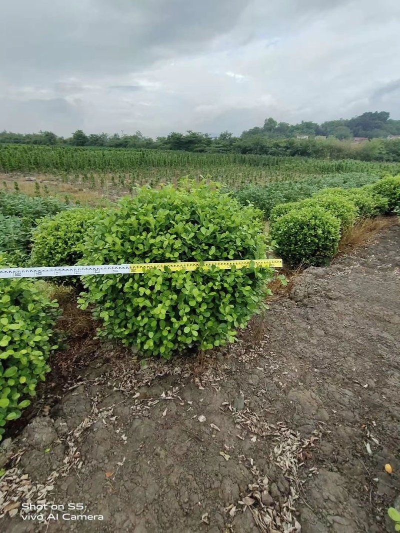 基地直销诚信经营，欢迎砸单