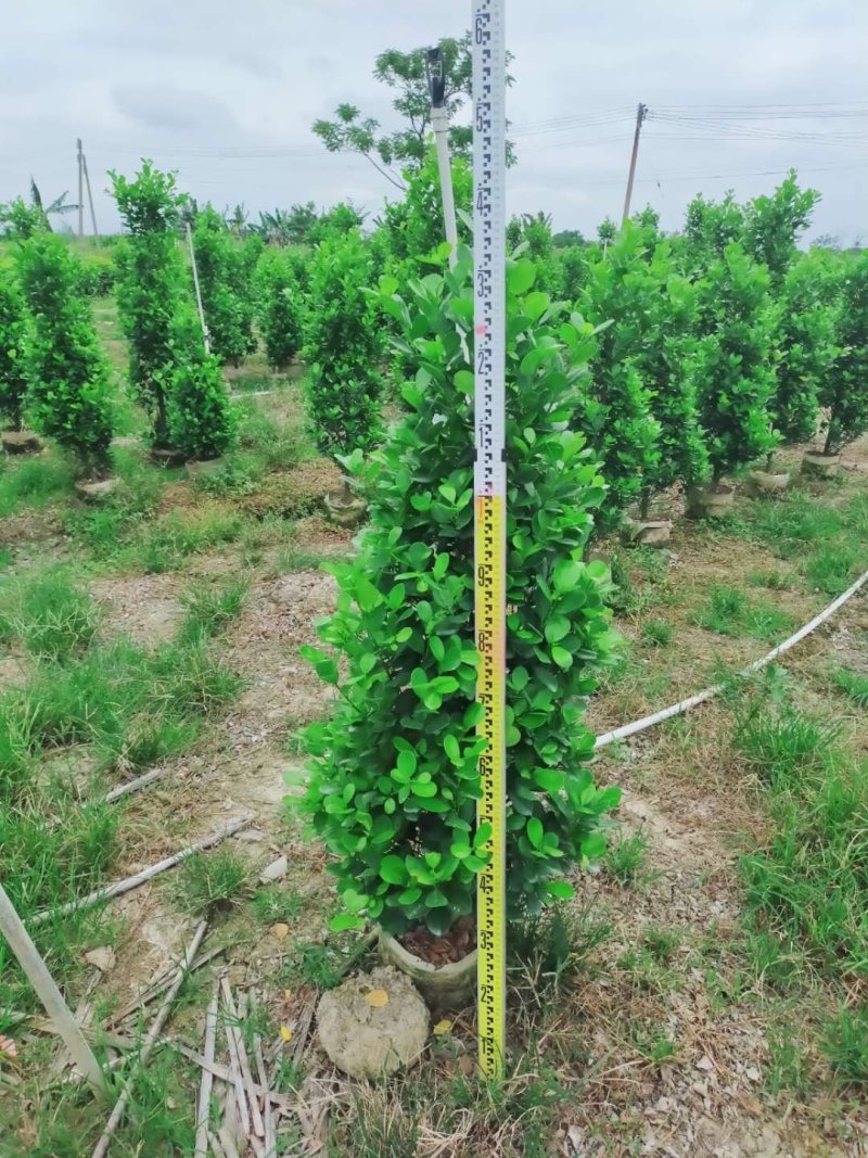 基地直销诚信经营，欢迎砸单
