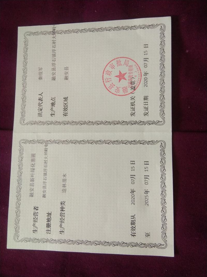 融安县《香杉牌》杉树种子