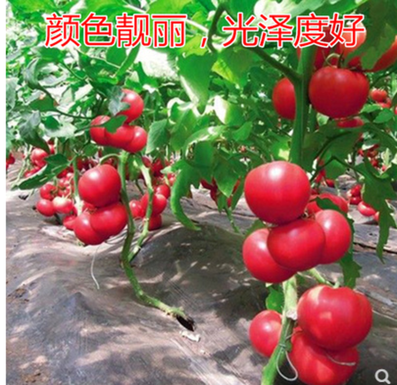 西红柿种子968番茄种籽耐寒早熟大果