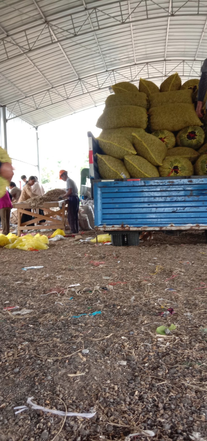 【商超品质】花生大白沙鲜花生大量上市中，一件代发