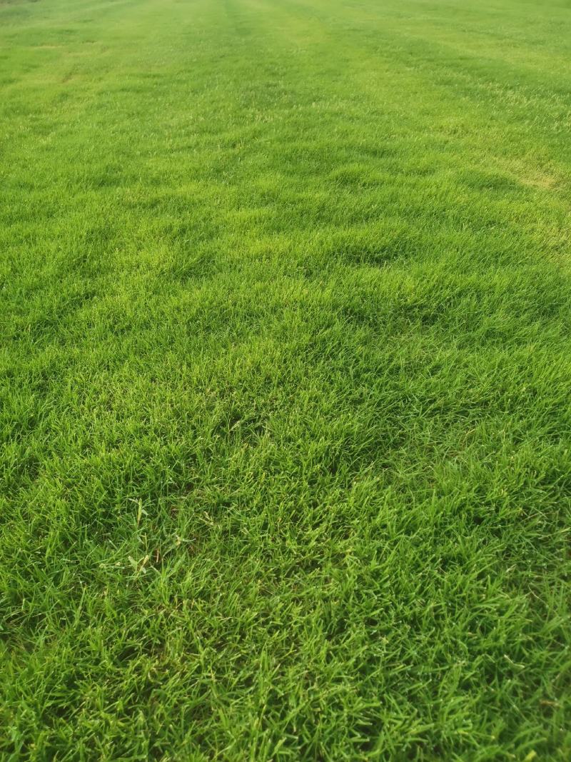河南新乡市草坪草皮基地直发百慕大早熟禾混播草果岭