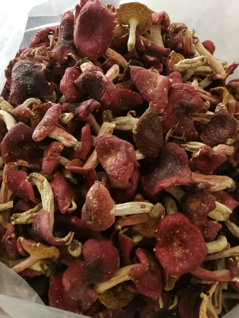 深山野生红菇红蘑菇红椎菌紫红菇净重包邮量大从优