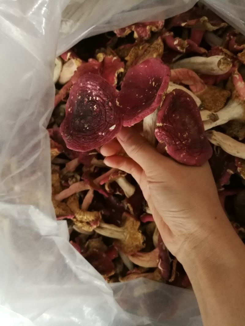 深山野生红菇红蘑菇红椎菌紫红菇净重包邮量大从优