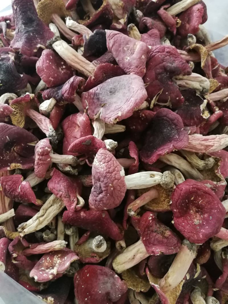 深山野生红菇红蘑菇红椎菌紫红菇净重包邮量大从优