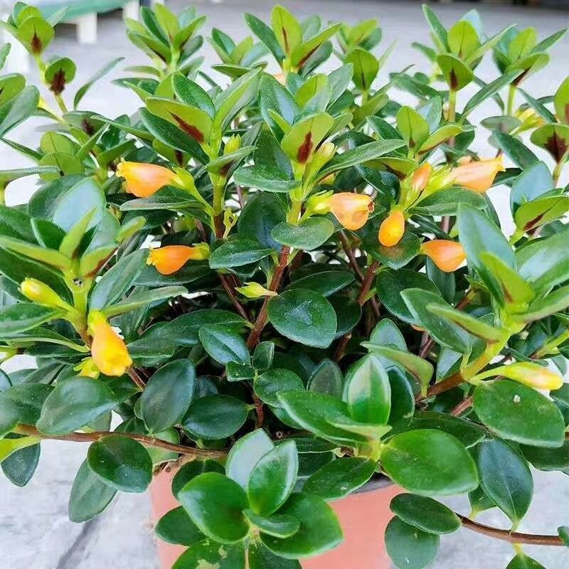 金鱼吊兰花室内植物盆栽桌面四季净化空气吸甲醛花卉驱蚊虫