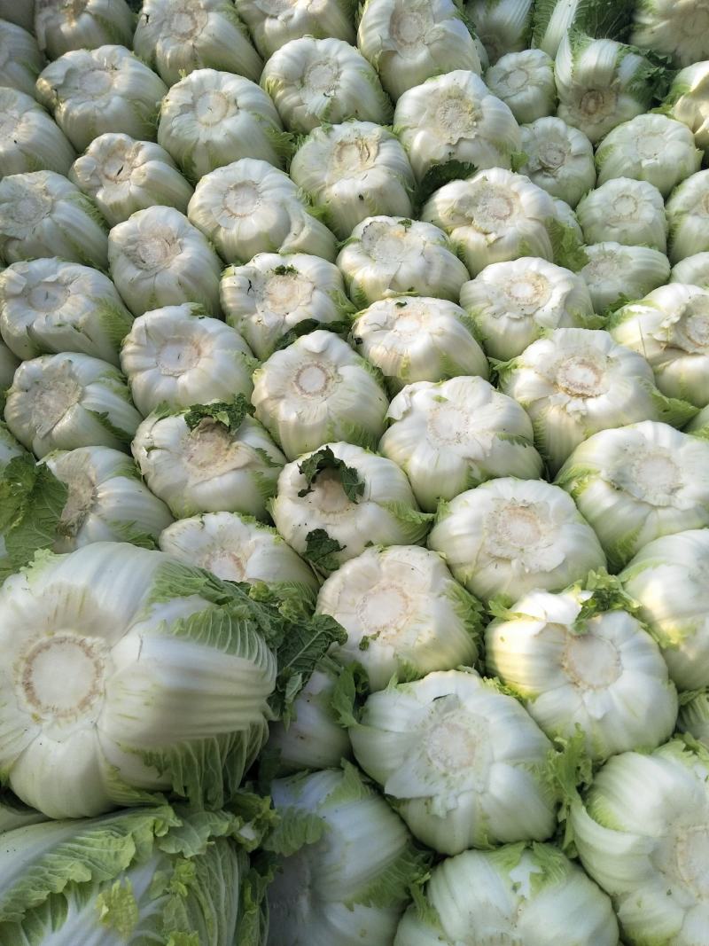 白菜黄心白菜春秋大量供应欢迎光临