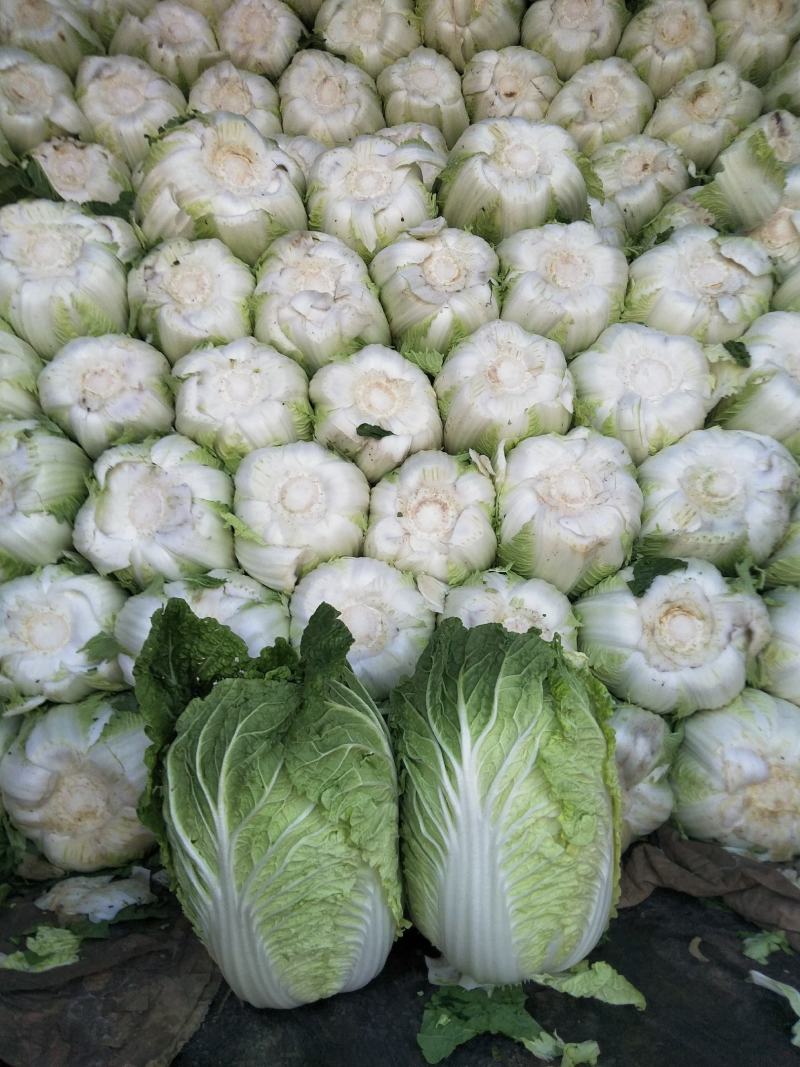白菜黄心白菜春秋大量供应欢迎光临